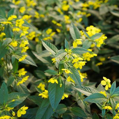 Lysimachia ciliata 