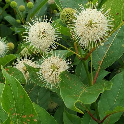 Cephalanthus occidentalis Magical® 'Moonlight'