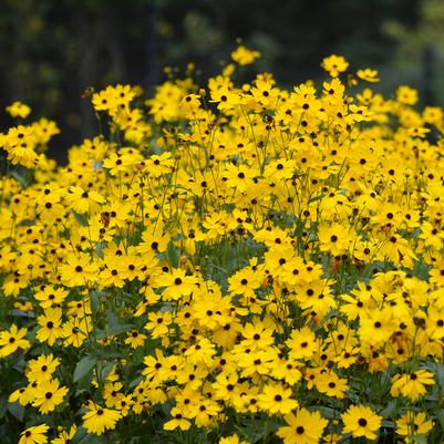 Coreopsis palustris 'Summer Sunshine'