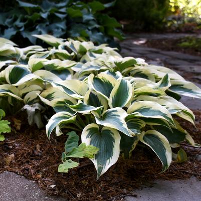 Hosta 'Blue Ivory'