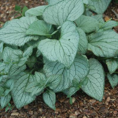 Brunnera Sea Heart