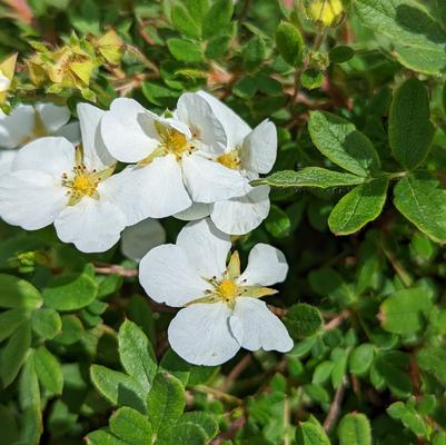 Potentilla Bella Bianca®