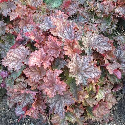 Heuchera hybrid Primo™ 'Peachberry Ice'