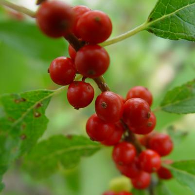 Ilex verticillata Winter Red