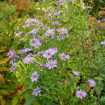 Aster laevis Bluebird