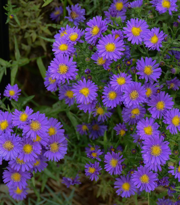 Aster Kickin® Purple