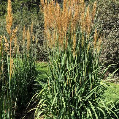 Sorghastrum nutans Golden Sunset™