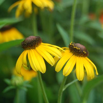 Rudbeckia s. Viettes Little Suzy