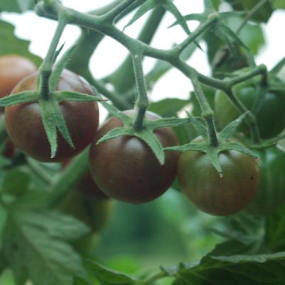 Tomato Black Cherry