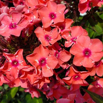 Phlox paniculata Coral Crème Drop™