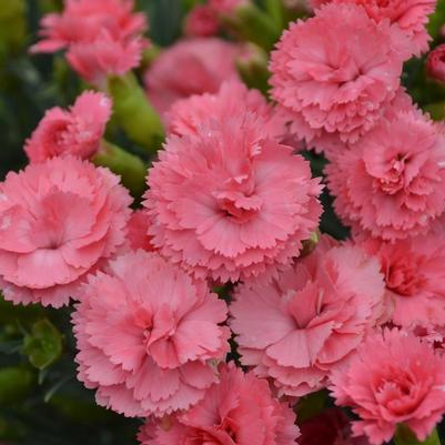 Dianthus hybrid Fruit Punch® Fruit Punch® Classic Coral