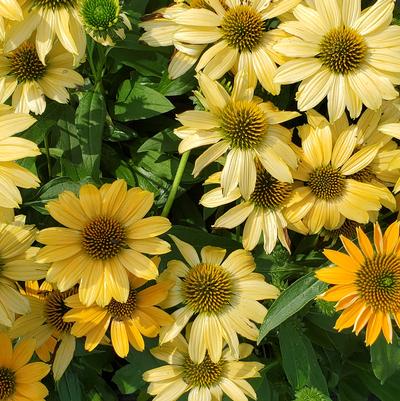 Echinacea x Sunmagic Vintage Mango