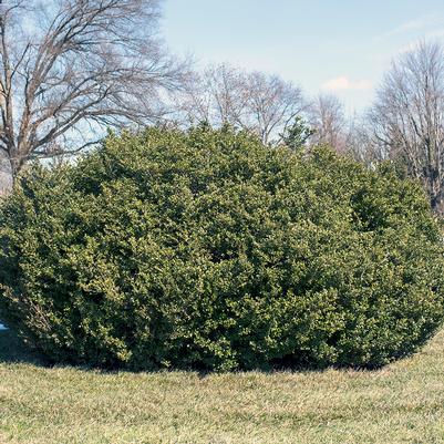 Ilex crenata Winterscape Chilly Willy