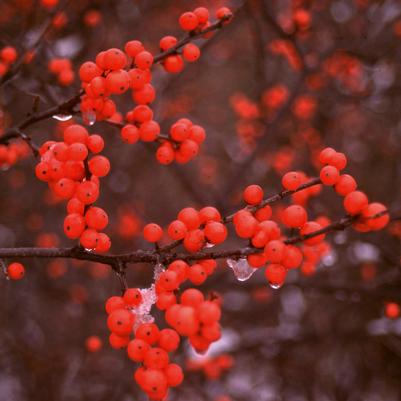 Ilex verticillata Berry Heavy®