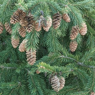 Picea glauca 'Densata'