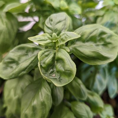 Ocimum basilicum 'Everleaf Genovese'