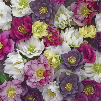 Helleborus Wedding Party® Mixed