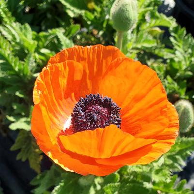 Papaver orientale Fruit Punch Mix