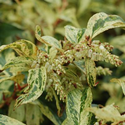 Leucothoe fontanesiana Rainbow