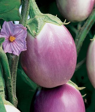 Eggplant Rosa Bianca