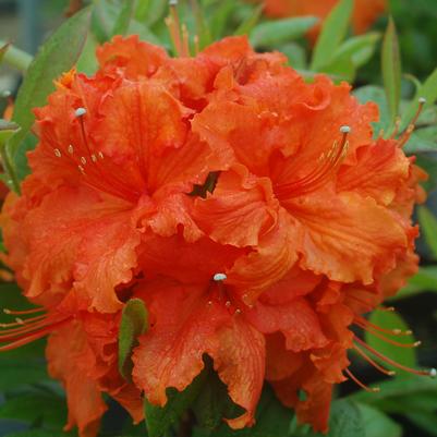 Azalea Gibraltar