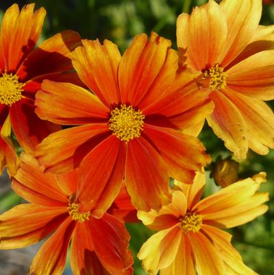 Coreopsis Li'l Bang™ 'Darling Clementine'