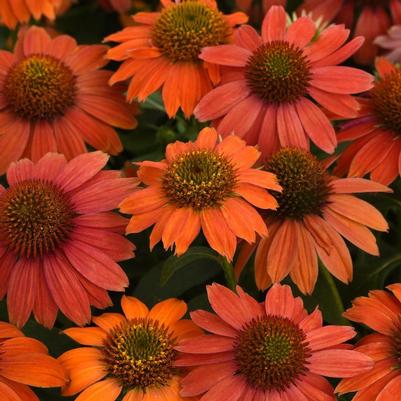 Echinacea Artisan™ Red Ombre