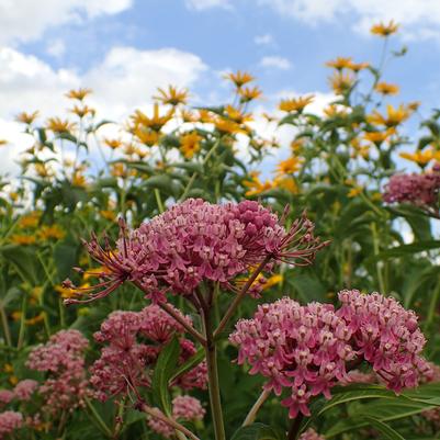 Asclepias incarnata 