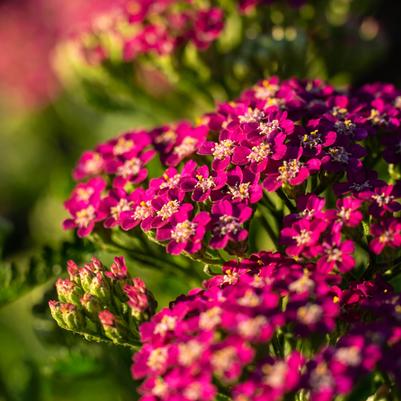 Achillea millefolium Milly Rock™ Rose