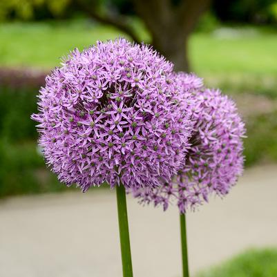 Allium christophii 