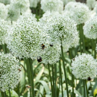 Allium 'Mount Everest'