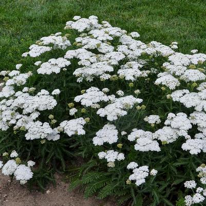 Achillea hybrid 'Firefly Diamond'