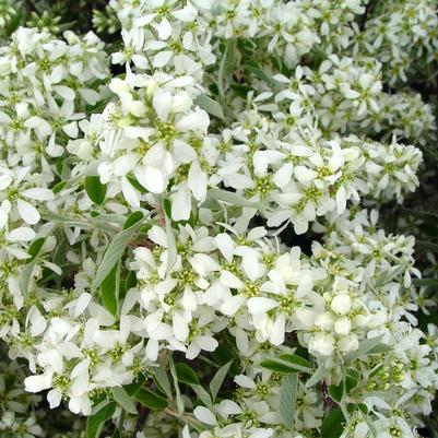 Amelanchier canadensis 