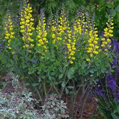 Baptisia hybrid Decadence® Decadence® Lemon Meringue