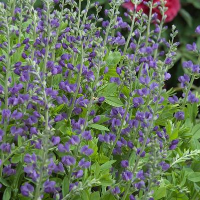 Baptisia australis 