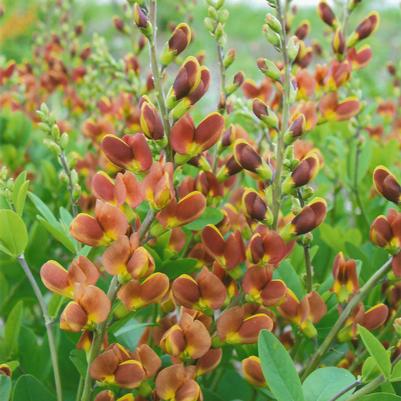 Baptisia hybrid Decadence® Decadence® Cherries Jubilee