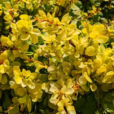 Berberis WorryFree® Lemon Cutie®