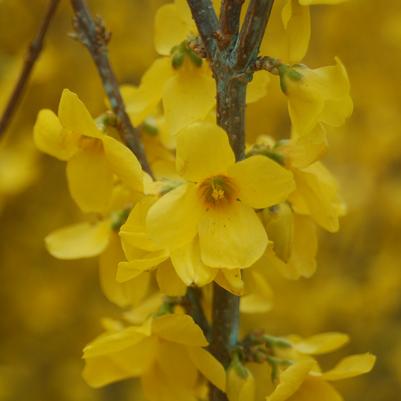 Forsythia Show Off®