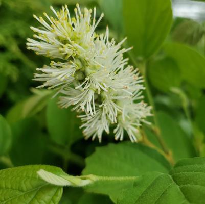 Fothergilla gardenii 