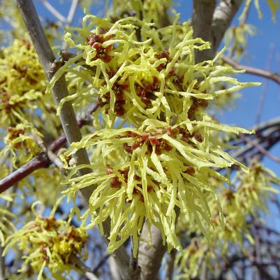 Hamamelis X int. Arnold Promise