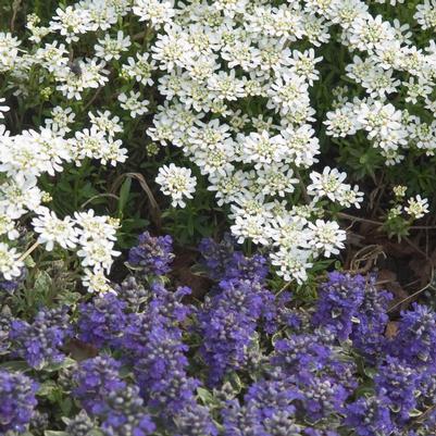 Iberis sempervirens 'Alexander's White'