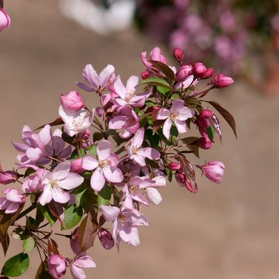 Malus 'Pink Spires'