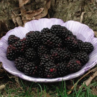 Rubus fruticosus 'Chester'