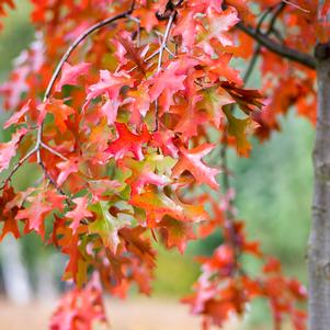 Quercus coccinea 