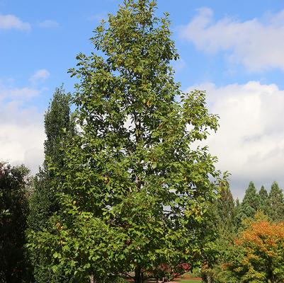 Quercus bicolor American Dream®