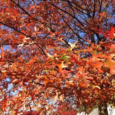 Quercus palustris 