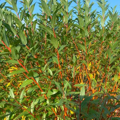 Salix alba 'Winter Torch'