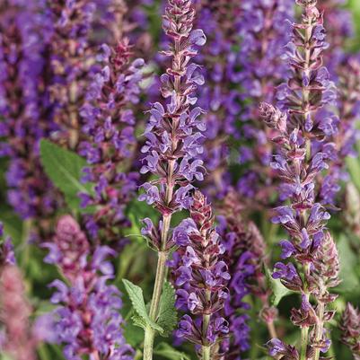 Salvia Color Spires® Color Spires® Violet Riot