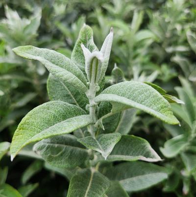 Salix Candida Iceberg Alley®