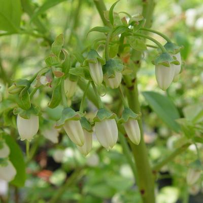 Vaccinium corymbosum Jersey